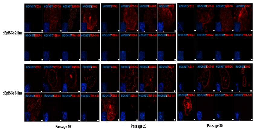 Expression of pluripotency marker genes in porcine epiblast stem cell lines (pEpiSCs 2, 8 line)