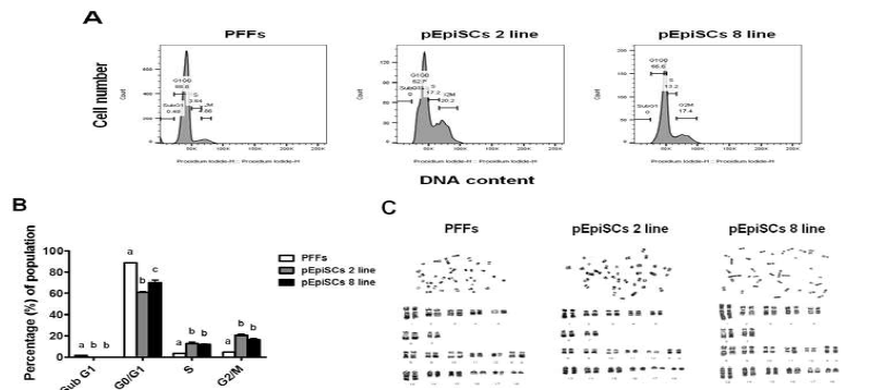 Flow-cytometric analysis of cell cycle phase-specific population and karyotype analysis of porcine epiblast stem cells