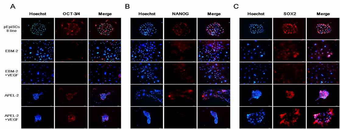 Expression of pluripotency genes of porcine epiblast stem cells cultured in differentiation media