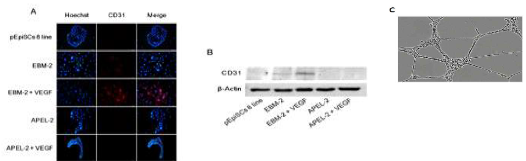 Expression of vascular endothelial cell gene (CD31) of porcine epiblast stem cell cultured in differentiation media