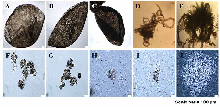 Establishment and culture of porcine epiblast stem cells (pEpiSCs) A-E: Porcine embryos at day 9-9.5, 9.5-10, 10-10.5, 10.5-11 and 11-12 after insemination. F-G: Porcine epiblasts isolated from pre-streak I/II stage embryos at day 9-9.5 and 9.5-10 after insemination. H-I: Pure epiblasts dissected from embryos of pre-streak I/II stage at day 9-9.5 and 9.5-10 after insemination. J: A stem cell colony derived from H