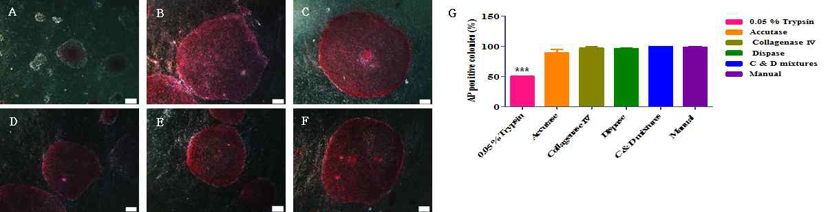 Alkaline phosphatase (AP) activity of pEpiSCs after different dissociation methods