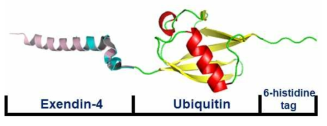 Exendin-4 유사체의 안정적인 발현을 위한 파트너 단백질인 Ubiquitin (Ub), 정제를 위한 6-histidine tag을 융합한 exendin-4UbH6