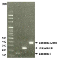 유전자 합성 결과 화살표는 융합할 단백질들의 유전자와 단백질이 합쳐진 융합단백질 유전자의 위치를 나타내었다. exendin-4: 117bp, UbiquitinH6: 228bp, Exendin-4UbH6: 345bp