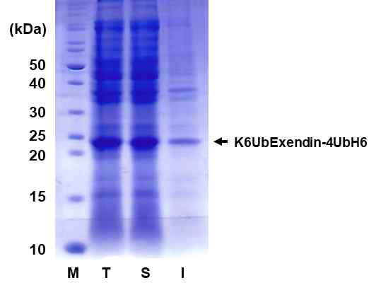 K6Ub-Exendin-4UbH6의 발현 결과. 화살표는 융합단백질의 발현 위치를 나타내었다. M (Marker protein), 마커 단백질; T (Total fraction), 유도 후 세포 총 분획; S (Soluble fraction), 유도 후 가용성 분획; I (Insoluble fraction), 유도 후 불용성 분획