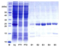 K6Ub-exendin-4UbH6의 정제 결과. M (Marker protein), 마커 단백질; Inj (Injection sample), 전체 수용성 단백질 분획; FT1~2 (Flow through), 정제 컬럼 통과액; E1~5 (Elution fraction), 정제 용출 분획