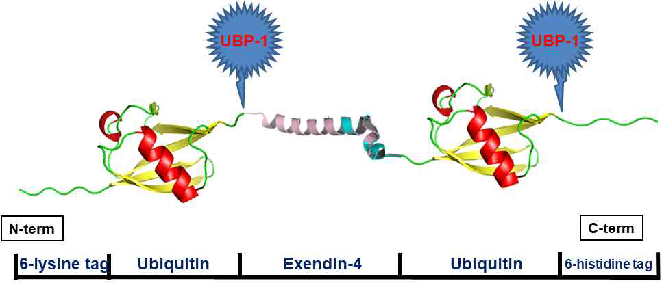 UBP1에 의한 절단 과정 모식도. UBP1은 Ubquitine의 C말단이 절단