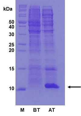 GLP-1의 생산. 화살표는 GroESF2-H6-GLP-1의 발현 위치를 나타내었다. M (Marker protein), 마커 단백질; BT (Before total fraction), 유도 전 세포 총 분획; AT (After total fraction), 유도 후 세포 총 분획
