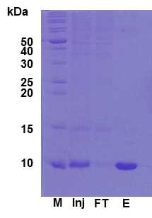 GroESF2-H6-GLP-1의 정제 결과. M (Marker protein), 마커 단백질; Inj (Injection sample), 전체 불용성 단백질 분획; FT (Flow through), 정제 컬럼 통과액; E (Elution fraction), 정제 용출 분획