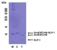 GLP-1과 융합단백질의 분리를 위한 TEV protease처리 결과 화살표는 절단 전의 GroESF2-H6-GLP-1과 절단된 GroESF2-H6, GLP-1을 나타내었다. M (Marker protein), 마커 단백질; C, TEV protease처리 하지 않은 대조군; T, TEV protease 처리한 실험군