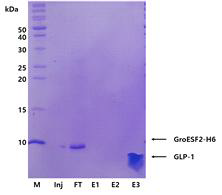 GLP-1의 순수 분리를 위한 2차 정제 결과 화살표는 컬럼 통과액에서 나온 GroESF2-H6와 용출 분획에서 나온 GLP-1을 나타내었다. M (Marker protein), 마커 단백질; FT (Flow through), 정제 컬럼 통과액; E1~3 (Elution fraction), 정제 용출 분획