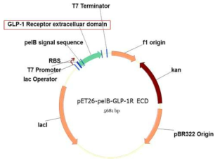 주변 세포질에서 GLP-1 수용체 세포외부 도메인 융합 단백질 생산을 위한 발현 플라스미드 모식도