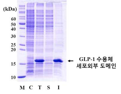 재조합 대장균을 이용한 GLP-1 수용체 세포외부 도메인 발현 융합단백질 pelB-GLP-1R-ECD의 위치를 화살표로 표시했다. M (Marker protein), 마커 단백질; C (Control), 유도 전 세포 총 분획; T (Total fraction), 유도 후 세포 총 분획; S (Soluble fraction), 유도 후 가용성 분획; I (Insoluble fraction), 유도 후 불용성 분획
