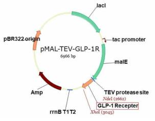 세포질에서 GLP-1 수용체 세포외부 도메인 융합 단백질 생산을 위한 발현 플라스미드 모식도
