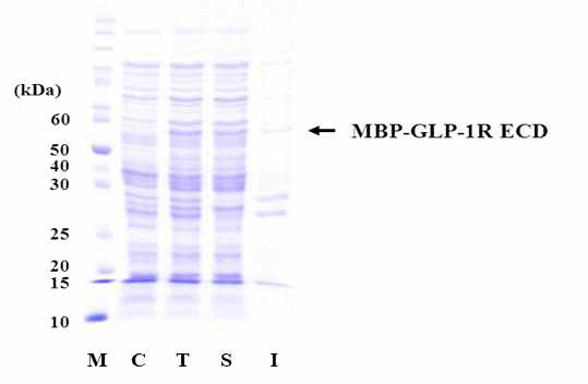 재조합 대장균을 이용한 GLP-1 수용체 세포외부 도메인 발현 융합단백질 MBP-TEV-GLP-1R-ECD의 위치를 화살표로 표시했다. M (Marker protein), 마커 단백질; C (Control), 유도 전 세포 총 분획; T (Total fraction), 유도 후 세포 총 분획; S (Soluble fraction), 유도 후 가용성 분획; I (Insoluble fraction), 유도 후 불용성 분획