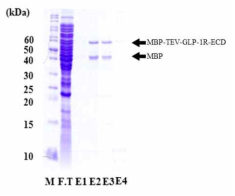 융합 단백질의 분리 및 정제 용출된 융합단백질과 TEV-GLP-1R-ECD가 결실 된 MBP 단백질은 화살표로 나타냈다. M (Marker protein), 마커 단백질; F.T (Flow-through), 컬럼 통과 분획; E (Elution fraction), 용출 분획