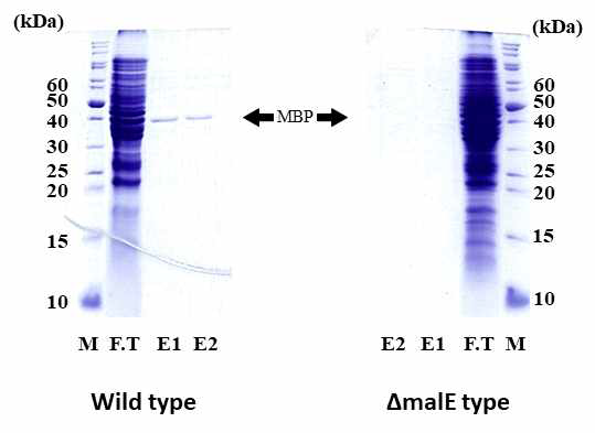 MBP 단백질의 유전자인 malE의 유무에 따른 MBP 발현, 화살표는 MPB 단백질의 발현 위치를 나타내었다. M (Marker protein), 마커 단백질; FT (Flow-through), 컬럼 통과액; E (Elution fraction), 용출 분획