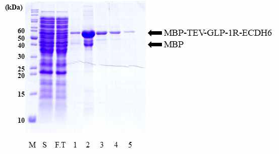 Δ malE type 균주에서 발현된 단백질의 amylose 정제 화살표는 융합단백질과 MPB 단백질의 발현 위치를 나타내었다. M (Marker protein), 마커 단백질; S (sample), 정제 전 샘플; FT (Flow-through), 컬럼 통과액; E