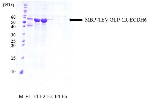 Δ malE type 균주에서 발현된 단백질의 Ni 정제 화살표는 융합단백질과 MPB 단백질의 발현 위치를 나타내었다. M (Marker protein), 마커 단백질; FT (Flow-through), 컬럼 통과액; E (Elution fraction), 용출 분획