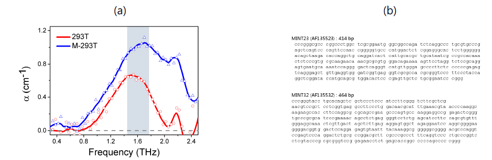 다양한 형태의 DNA 샘플을 제작하여 DNA에 대한 특성 분석을 진행하였다. (a) 293T DNA와 Methylated 293T DNA(M-293T)의 동결건조 펠릿 샘플에 대한 테라헤르츠 분광 결과. 수용액 결과와 유사하게 1.6 THz 부근에서 resonance peak이 있는 것을 확인하였다. (b) MINT23 과 MINT32 클론 olego DNA sequencing. 테라헤르츠 분광을 통해 olego DNA에 대한 분광 특성을 추적하였다
