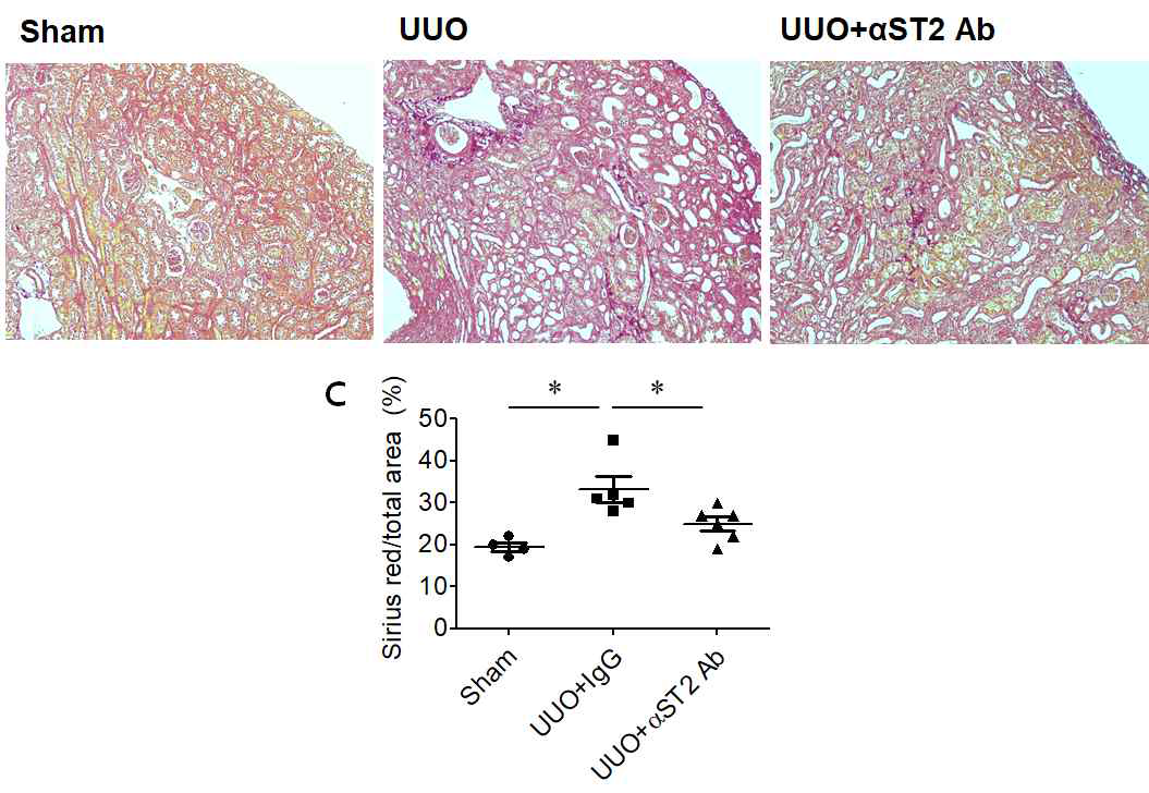 UUO 동물모델에서의 섬유화 발생 및 ST2 항체의 효과