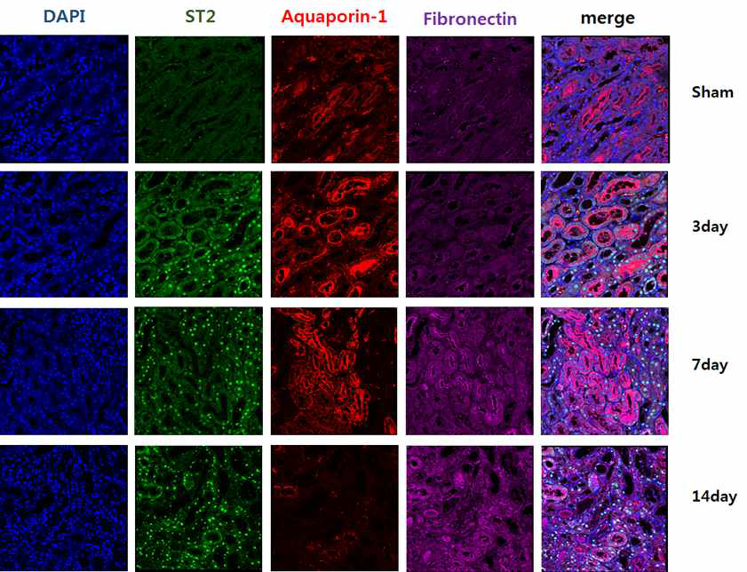 UUO 동물모델에서 시간에 따른 ST2, aquaporin-1 및 fibronectin의 발현 비교 (Confocal image)