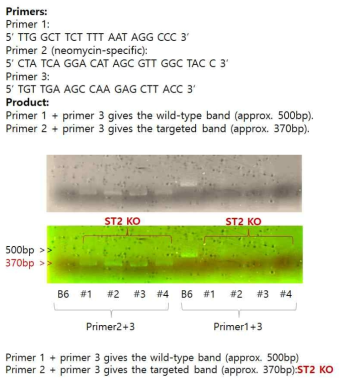 ST2 knockout mice의 genotyping 결과