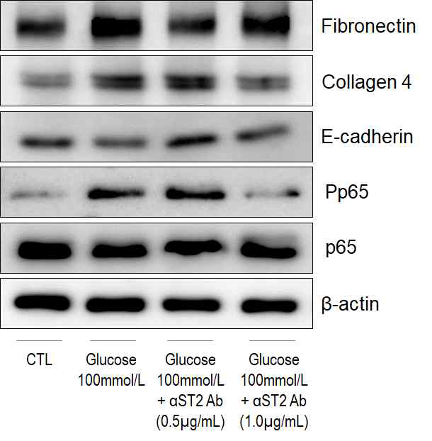 고농도 포도당을 이용한 HPMC 섬유화 모델과 anti-ST2 Ab의 효과(2)
