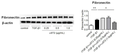 podocyte 섬유화 모델에서 ST2 blockade가 미치는 영향