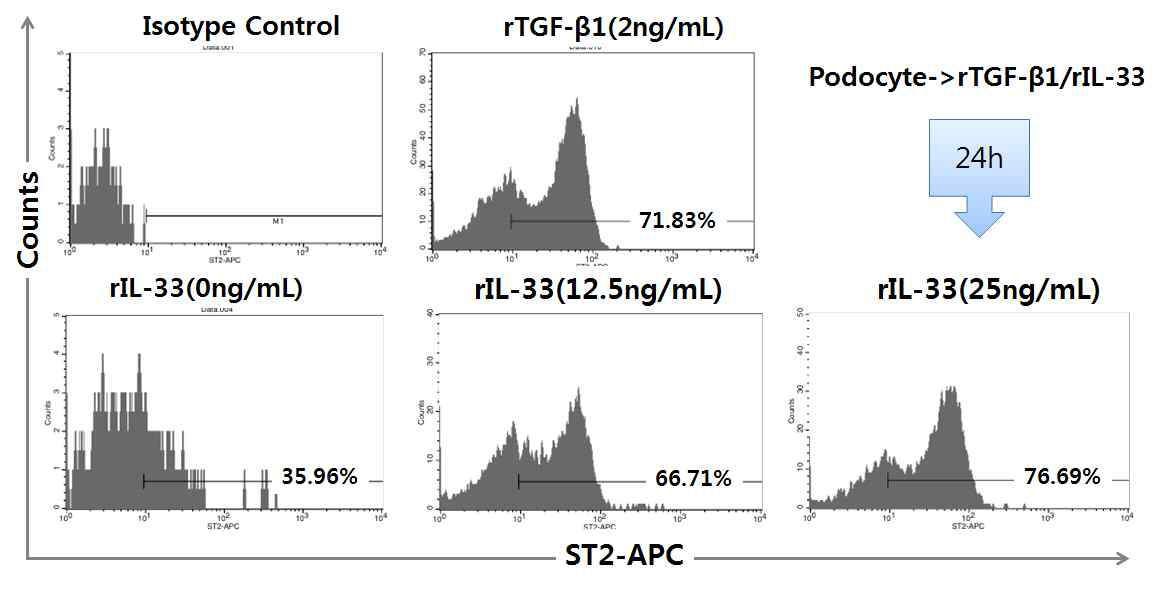 podocyte에서 rIL-33 및 rTGF-β1와 ST2 발현양상과의 관계