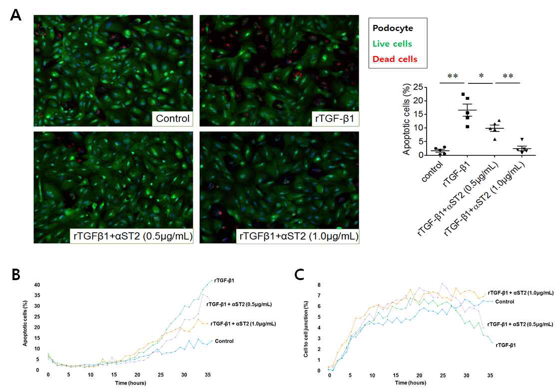 podocyte에서 apoptosis와 anti-ST2 blocking 과의 관계