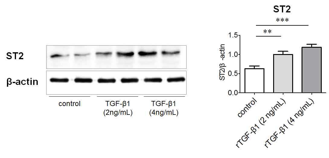 PTECs의 섬유화와 ST2 발현과의 관계