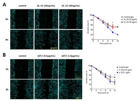 PTECs에서의 wound healing scratch assay