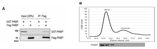 PABP-PABP 상호작용의 확인. 정제한 GST-PABP, Flag PABP 간의 상호작용을 확인한 Flag-Immunoprecipitation 실험(A)과 gel filtration 실험을 통한 PABP의 이합체 형성 규명 (B)