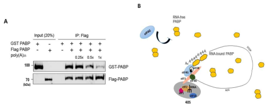 poly(A)25 RNA를 함께 넣어주었을 때 PABP-PABP 상호작용이 감소함을 확인한 Flag-immunoprecipitation 실험 (A). poly(A)에 결합하지 않은 PABP의 homodimer 형성이 eIF4G-PABP 상호작용 및 번역개시 과정을 조절하는 기작의 모식도 (B)