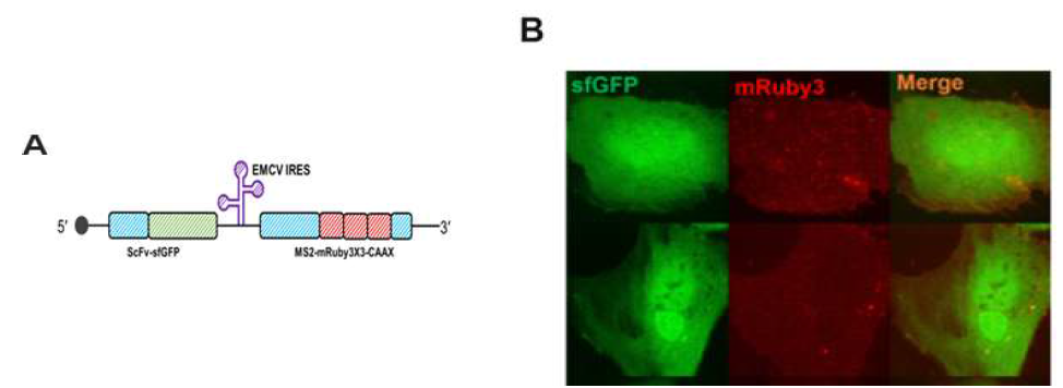 scFv-sfGFP와 MS2 coat-mRuby3-CAAX를 동시에 발현하는 벡터(A)와 이를 세포 내에 발현시켰을 때의 각 형광 신호 (B)