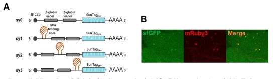 살아있는 세포 내에서의 단분자 mRNA의 이미징을 통한 RNA looping 가설의 증명. MS2 stem-loop을 삽입하여 ribosome scanning을 막도록 디자인되고, Suntag 서열을 코딩하는 mRNA reporter들(A)과 이 중 한 reporter(sy3)를 scFv-sfGFP와 MS2 coat 단백질을 발현하는 세포주 내에서 발현시킨 후에 단일 mRNA의 형광 이미징 결과 (B)