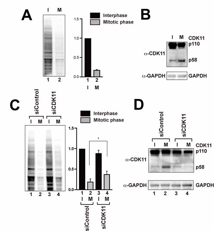 CDK11의 knock-down에 의한 M phase의 단백질 번역 저해 억제 현상. (A) SUnSET을 통한 interphase (I)와 M phase (M)의 단백질 번역량 비교. (B) CDK11/p58의 동형 단백질(isoform)으로 세포 분열 주기에 영향받지 않고 꾸준히 발현되는 p110과 달리 CDK11/p58이 M phase에서만 특이적으로 발현됨을 western blot으로 확인한 결과. (C) SUnSET을 통한 CDK11/p58을 knock-down한 세포의 번역량 측정값. (D) western blot을 통한 p58의 knock-down 효율 확인