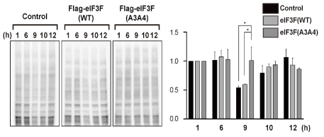 eIF3F의 인산화를 통한 M phase의 단백질 번역 저해. SUnSET을 통하여 interphase 이후 각 시간별로 단백질 번역량을 측정한 결과(A)와 이를 정량하여 그래프로 나타낸 값 (B)