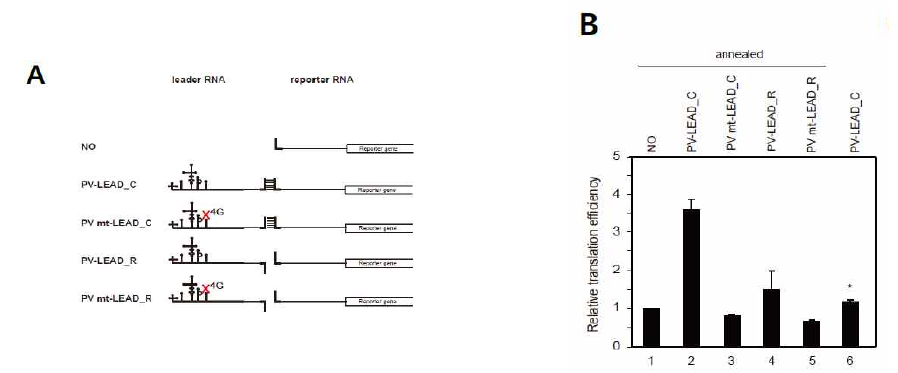 (A) Poliovirus IRES를 포함한 leader RNA와 단백질 합성을 측정하는 reporter RNA의 모식도. (B) In vitro translation 실험을 통한 번역 효율 측정 결과