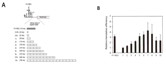 Poliovirus IRES와 개시코돈 사이에 14~780nt 길이의 β-globin 5’UTR RNA를 삽입한 여러 종류의 mRNA 모식도(A)와 그 RNA들의 번역 효율 (B)