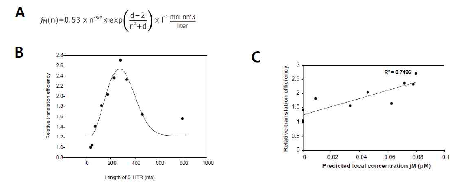 RNA looping 시 intervening RNA 길이에 따라 하나의 끈에 의해 묶여 있는 두 점이 서로 충돌할 확률에 대한 이론적인 방정식(A). 방정식에 따른 계산치와 intervening sequence의 길이에 따른 mRNA의 번역 효율 (B, 각각 선과 점으로 표시됨). 계산치와 실험치의 correlation coefficient (C)