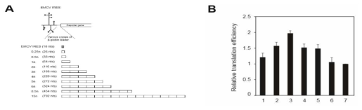 EMCV IRES와 개시코돈 사이에 26~792nt 길이의 β-globin 5UTR을 삽입한 여러 종류의 mRNA 모식도와 (A) 그들의 번역 효율 (B)