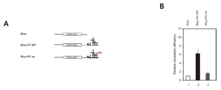 wild type (WT)과 mutant (mt) poliovirus IRES를 3’UTR에 가진 Renilla luciferase reporter의 번역 효율. 3‘UTR에 poliovirus IRES를 삽입한 reporter RNA의 모식도(A) 및 in vitro translation 실험을 통한 translation efficiency 측정 결과 (B)