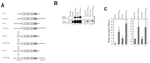 poly(A)-의존적 번역 및 RNA looping 가설의 증명. cap 구조를 A cap으로 치환하거나 5’UTR 위치에 안정한 stem-loop을 삽입한 여러 종류의 mRNA 모식도(A)와 그 mRNA들의 번역 효율 (B, C)