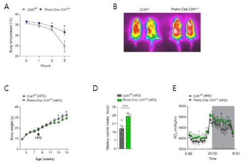 POMC 뉴론-Crif1 heterodeficiency 마우스에서의 추위노출(4℃) 실험, 고지방 식이 섭취 후 체중 및 에너지 소모량 분석