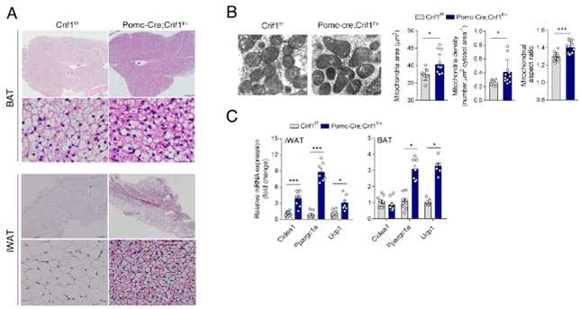 POMC 뉴론-특이적 Crif1 heterodeficiency 마우스의 지방조직의 변화 및 thermogenesis 유전자 발현 분석