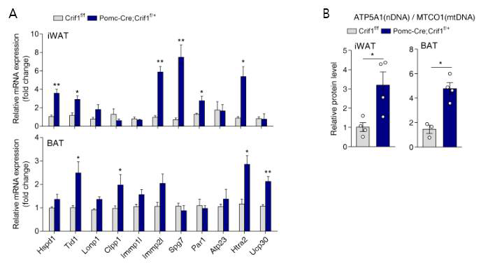 POMC 뉴론-특이적 Crif1 heterodeficiency 마우스의 지방조직에서 UPRmt (mitochondrial unfolded protein response) 및 Mitonuclear protein imbalance 분석