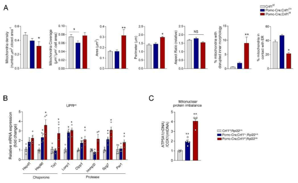 POMC 뉴론-특이적 Crif1 homo-knockout, heterodeficiency 마우스에서의 시상하부 POMC 뉴론의 변화