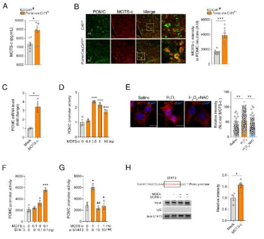 POMC 뉴론-특이적 Crif1 heterodeficiency 마우스의 시상하부에서 MOTS-c 단백 발현 분석, 시상하부 뉴론 세포주에서 MOTS-c 과발현에 의한 POMC 전사 조절 분석